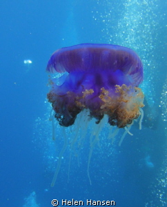 beautiful jelly fish by Helen Hansen 